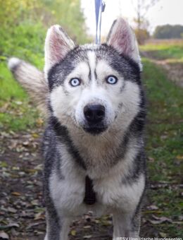 Husky Hündin Cher - Velbert
