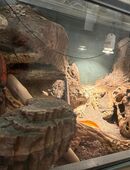 Leopardgeckos mit Terrarium 120 cm in 27777
