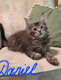 Maine Coon Kitten Junge absofort Umzugsbereit - Wetterzeube