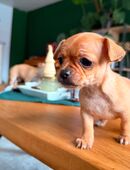 Zwei kleine Herzdiebe suchen ein Zuhause – Chihuahua-Welpen ab 22.01.2026 in 35510