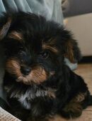 Yorkshire Terrier Welpen in der Farbe Black and tan bei Dresden in 01900