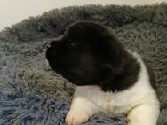 Reinrassige American Akita Welpen - Artern (Unstrut)