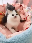 Reinrassige Bkh Kitten in 50765