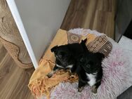 2 süße Chihuahua Welpen suchen ein Zuhause - Oberndorf (Neckar)