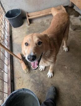 Balou - spielst Du mit mir? - Overath