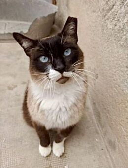 Dani - FIV Kater sucht warmes Zuhause - Weilheim (Oberbayern)