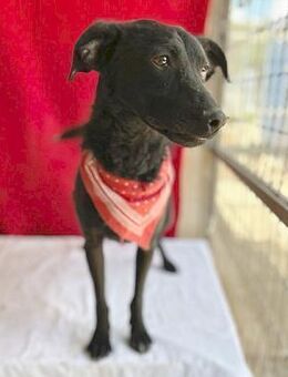 ❤️ liebster Hundebub SANYO ❤️ - Mamming