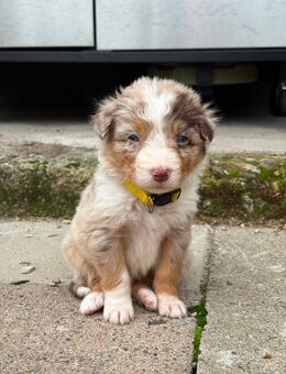 Australian Shepherd Welpen - Oberweser