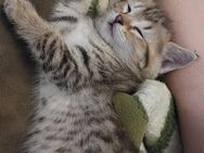 Babykatzen Kitten Maincoon-Mix - Viersen