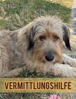 Hundemama CUPKA sucht ihr Glück ❤️ - Saarbrücken