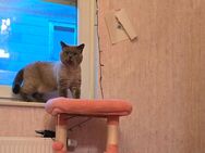 BKH Kater abzugeben - Wetter (Hessen)