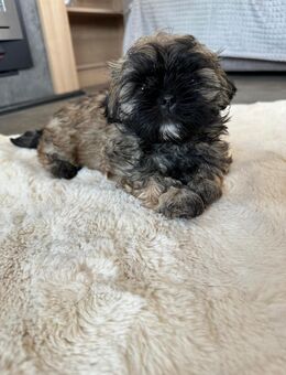 Super süße Shih-Tzu Junge möchte dein Herz erobern - Köln