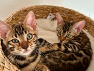 2 Bengal Kitten ( Geschwister) - Nienburg (Weser)