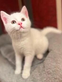 1. mänl. Kitten 12 Wochen -Khao Manee -Maine Coone- Karhäuser Mix VHS - Mosbach