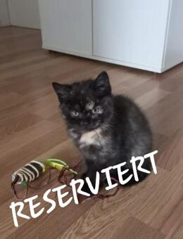 Süsse BKH-KITTEN - Köln