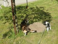 Zuckersüße Chihuahua Welpe in liebevolle Hände abzugeben - Wasbek