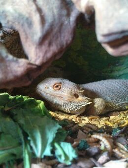 Bartagame, männlich, 2 Jahre, 40 cm - Marktoberdorf