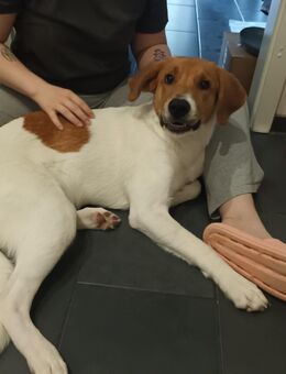 7 Monate alter Welpe Labrador mix geb. 16.03.2025 gerne mit Spielgefährten abzugeben - Neuhaus (Oste)