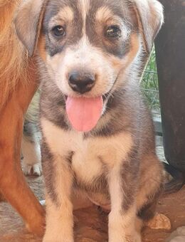 Welpenmädchen LIMA sucht Familie - München