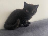 Reinrassige BKh kitten - Düsseldorf