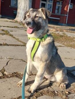 Misty, lieber,offener Welpe sucht Zuhaus - Unterföhring