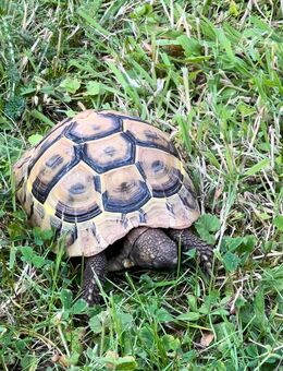 Griechische Landschildkröte zu verkaufen - Langenhagen