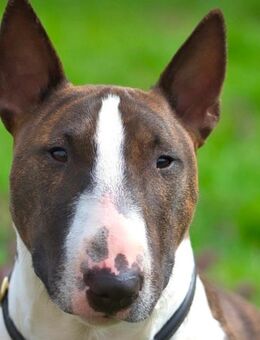 Deckrüde !!!! Miniatur Bulli mit Ahnentafel - Diemelsee