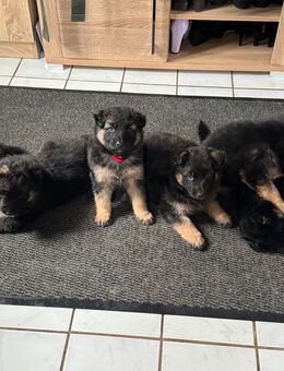 Welpen Schäferhundmix - Rosche