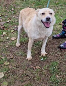 HERMES verliert sein Zuhause 🆘🆘🆘 - München