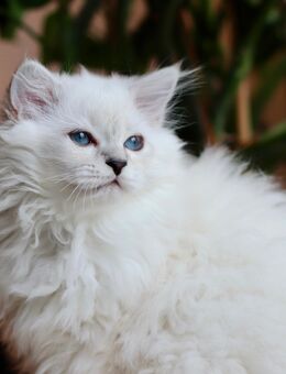 BLH-Kitten (männlich) sucht seine neue Familie. - Berlin