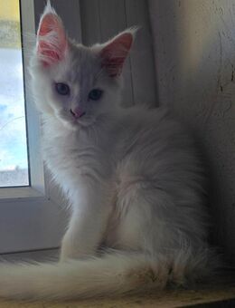 Mainecoon kitten - Siegburg