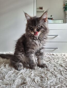 Reinrassiges Maine Coon Katerchen - Eisenach