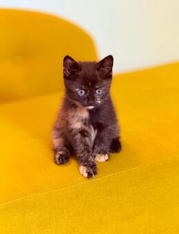 Zu verkaufen: Wunderschönes Katerchen (12 Wochen alt) - Köln