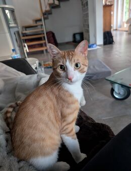 Zoll - Charakter-Kater - Kevelaer