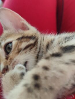 Bengal Kittens - Hamburg