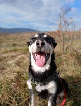 🐶Verspielter Junghund Sprout🐶 - Eislingen (Fils)