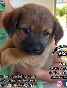 ASCO - sucht Liebe und Verständnis - Waakirchen