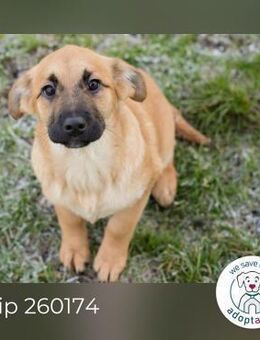 Chip 260174 sucht ein Zuhause - Kirchzell