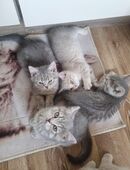 Britisch Kurzhaar Kitten Abgabe 23.11 in 18233