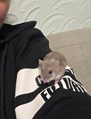 Dsungarische Hamster in 58239