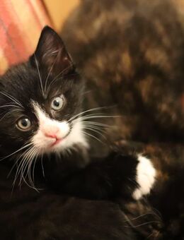 Verk. Katzen Babys Zuckersüß 2. Junge und 1. Mädchen dürfen ausziehen - Duckow