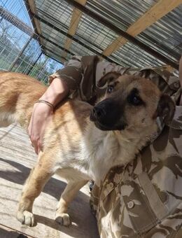 Stella; leuchtender Stern der Hoffnung - Geilenkirchen