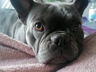Französische Bulldogge Blue 3 Jahre alt - Pforzheim