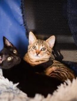 Bolek und Lolek aus dem Tierschutz - Grevenbroich