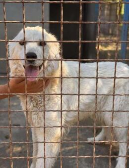 Athena sucht einen treuen Begleiter - Berlin