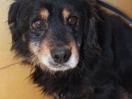 LITTLEFOOT -unser Oldie möchte ausreisen - Velbert