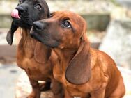 Schweißhund Welpen - Kalbe (Milde)