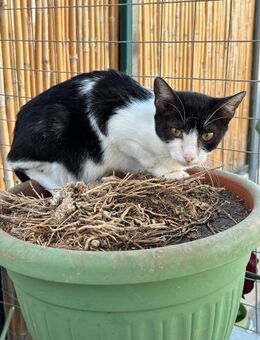FeLV Katze Kiwi aus dem Tierschutz - Grevenbroich