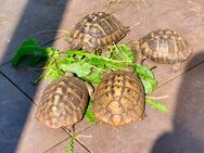 Weibliche Griechische Landschildkröte (Testudo hermanni-hermanni) 1 000 EUR - Weil (Rhein) Zentrum