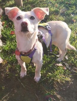 Selly sucht ein liebevolles Zuhause - Koblenz